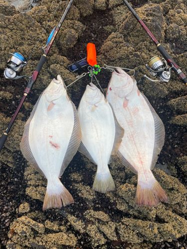 ヒラメの釣果