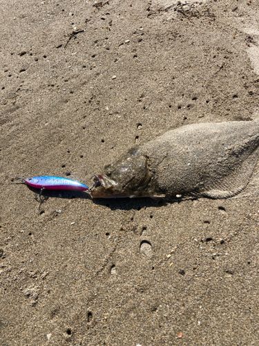 ソゲの釣果