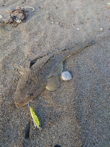 マゴチの釣果