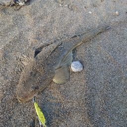 マゴチ
