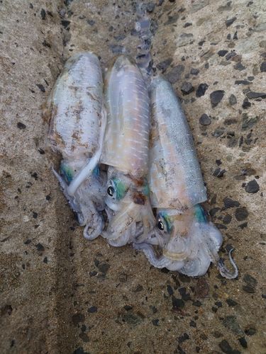 アオリイカの釣果