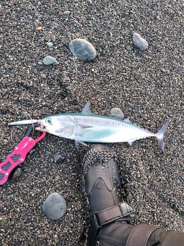 ソウダガツオの釣果