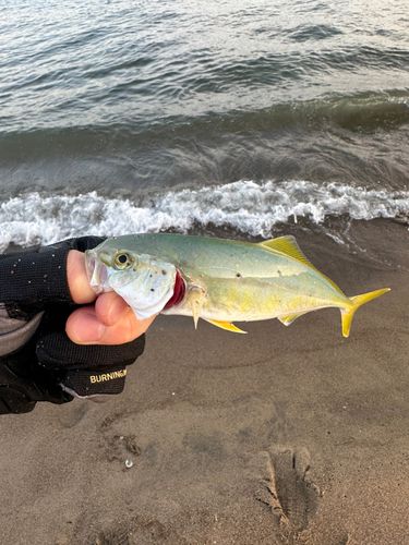 コゾクラの釣果