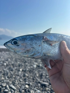 カツオの釣果