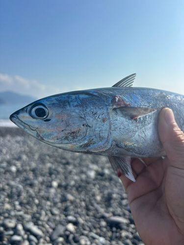 カツオの釣果