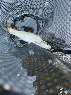 ウグイの釣果