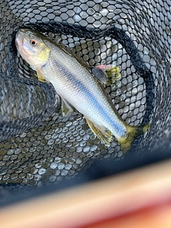 カワムツの釣果