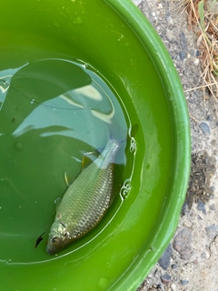 カネヒラの釣果