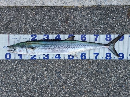 サワラの釣果