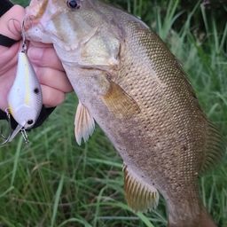 スモールマウスバス