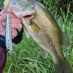 ラージマウスバス