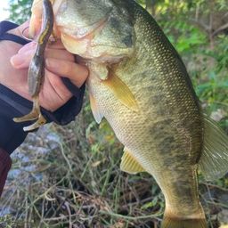 ラージマウスバス