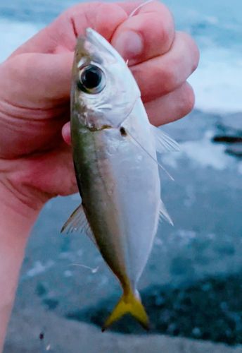 メアジの釣果