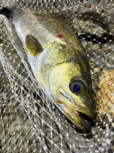 フッコ（マルスズキ）の釣果