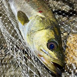 フッコ（マルスズキ）