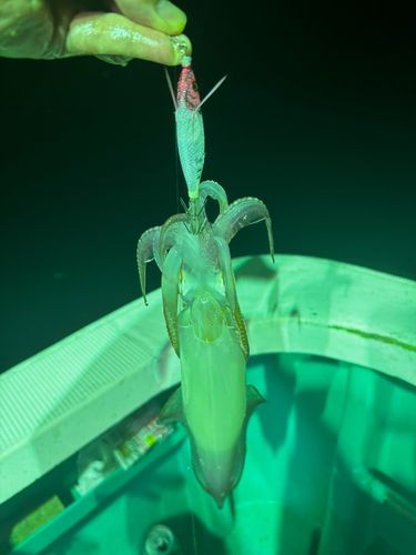 ケンサキイカの釣果