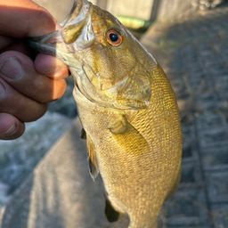 スモールマウスバス