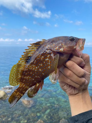 アコウの釣果