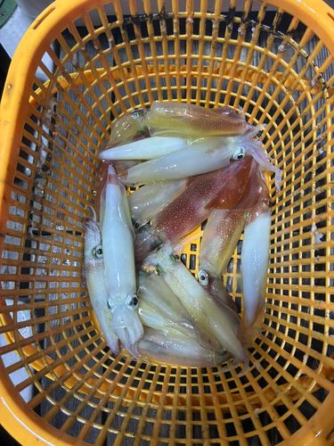 ケンサキイカの釣果