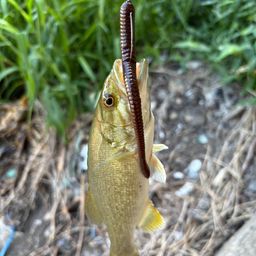 スモールマウスバス