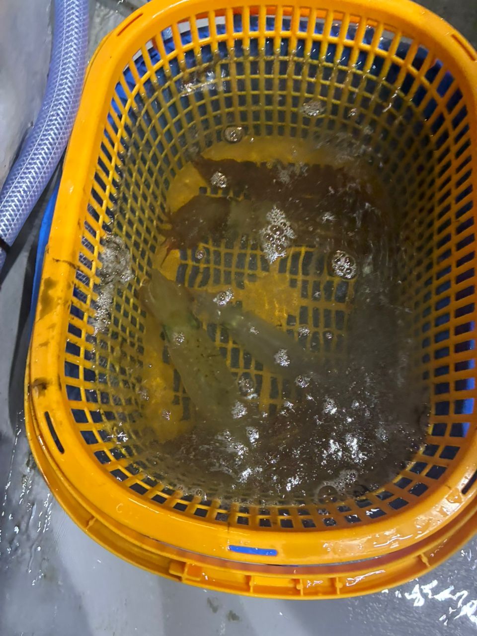 ケンサキイカ