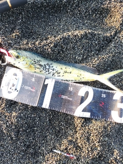 シイラの釣果