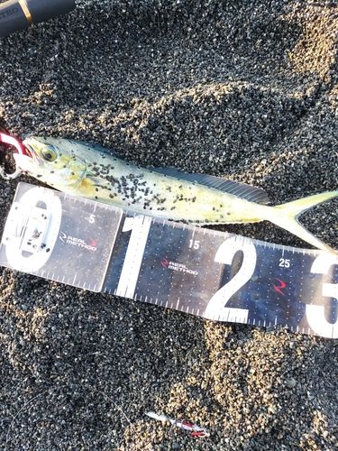 シイラの釣果