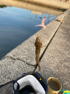 ハゼの釣果