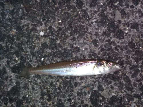 シロギスの釣果