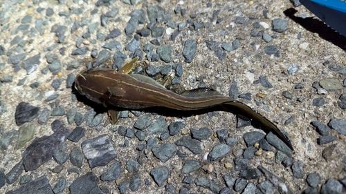 ゴンズイの釣果