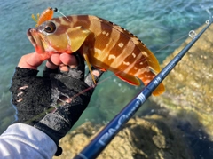 アカハタの釣果