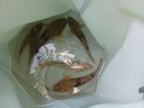 ハゼの釣果
