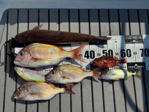 マダイの釣果