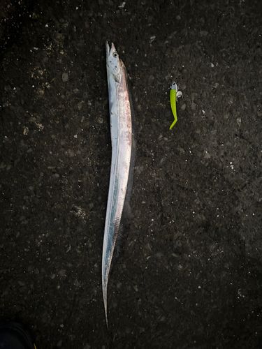 タチウオの釣果