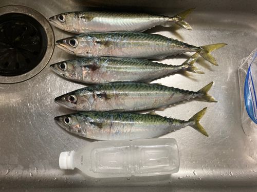 サバの釣果