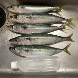 サバ