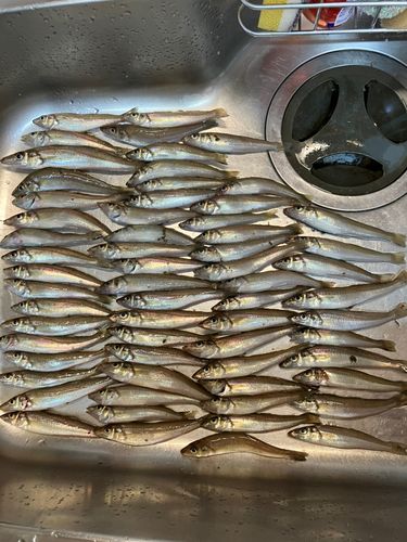 キスの釣果