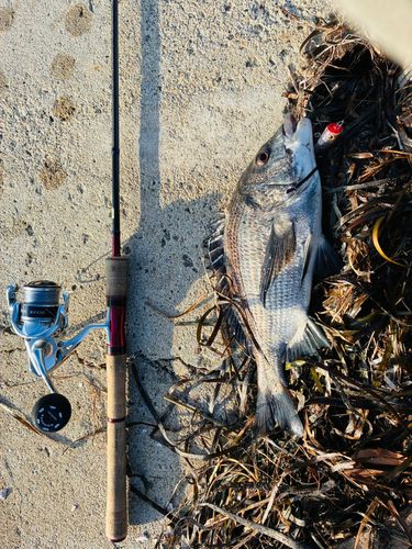 クロダイの釣果