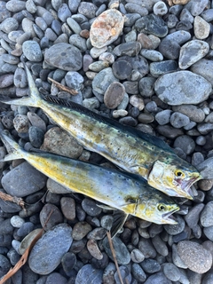 シイラの釣果