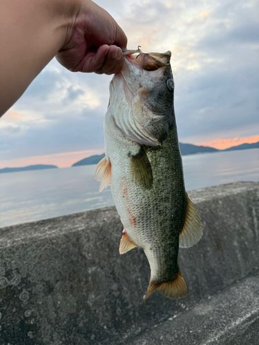 ブラックバスの釣果