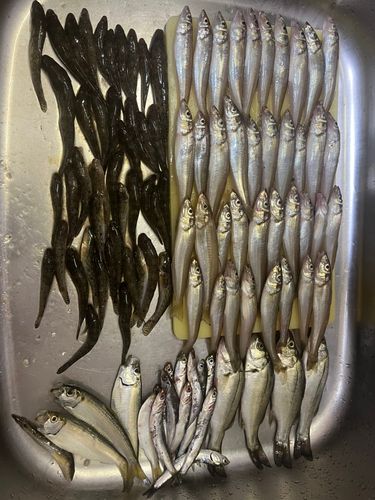 キスの釣果