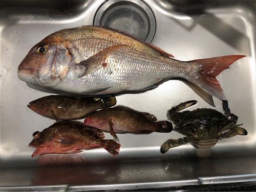 タイの釣果