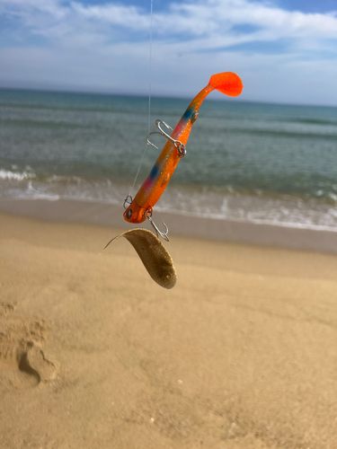シタビラメの釣果