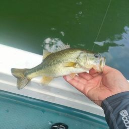 ラージマウスバス