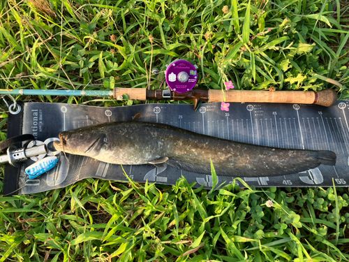 ナマズの釣果