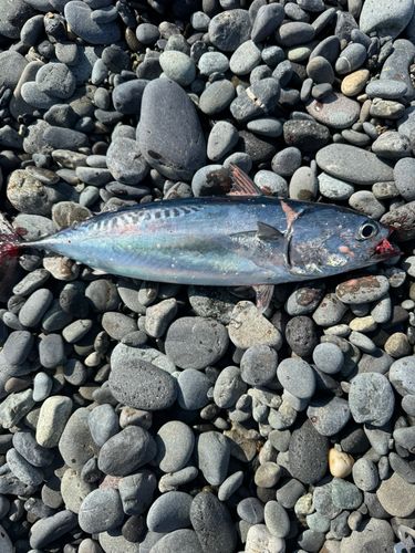 カツオの釣果