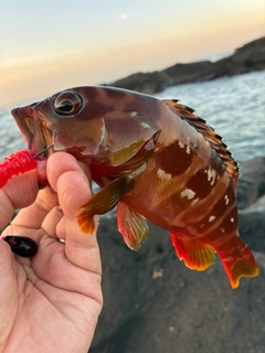 アカハタの釣果