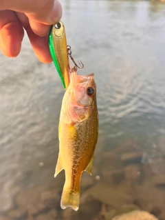 ラージマウスバスの釣果