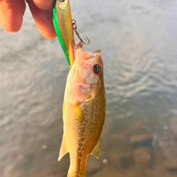 ラージマウスバス