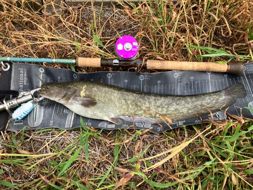 ナマズの釣果